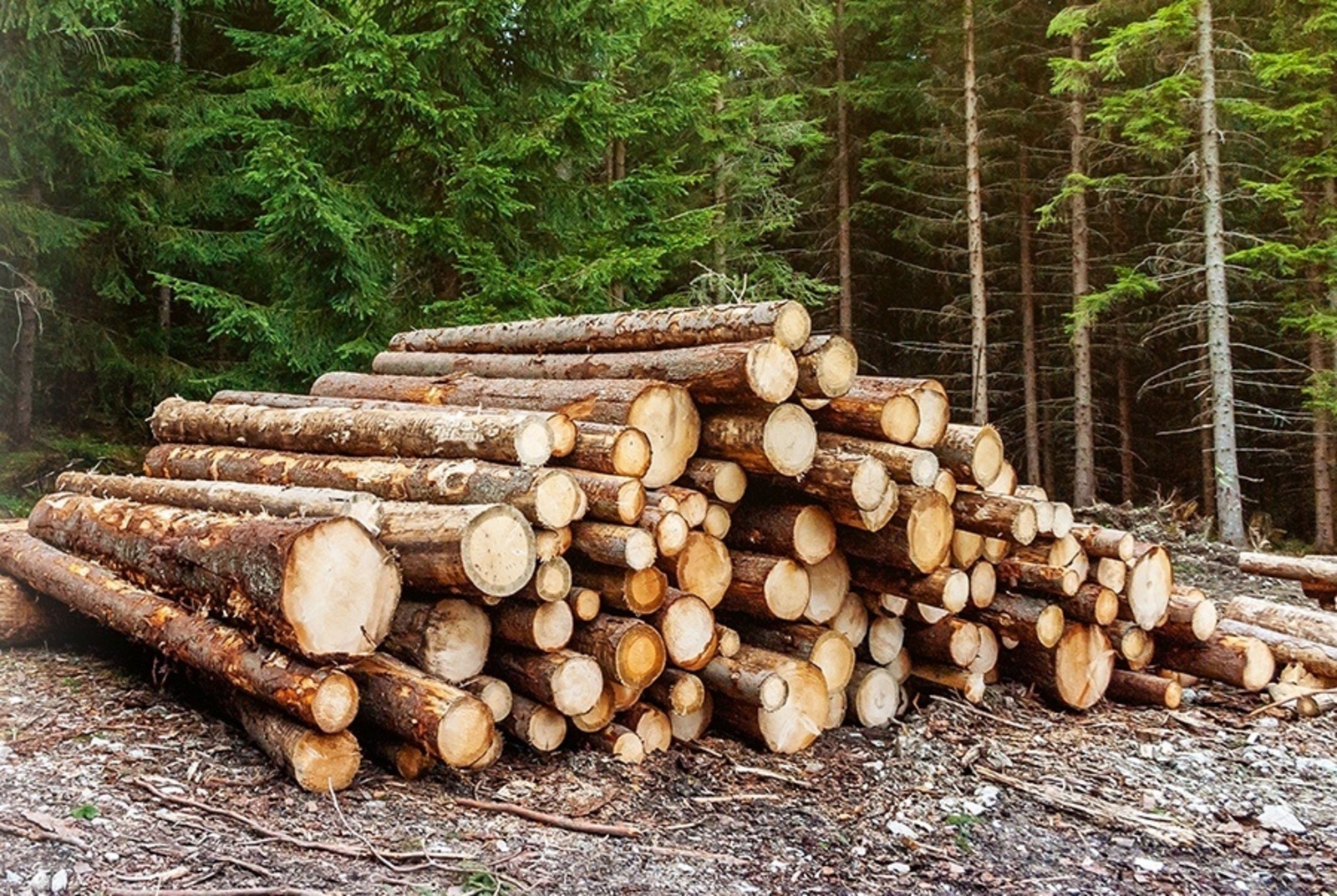 В Вологодской области изменен порядок заготовки древесины гражданами для собственных нужд.
